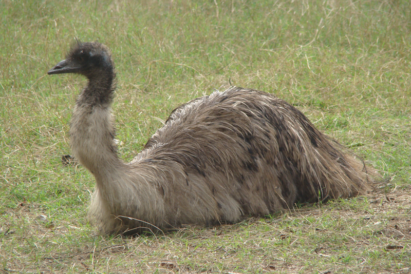 Tasmanian Emu (Casuariiformes)